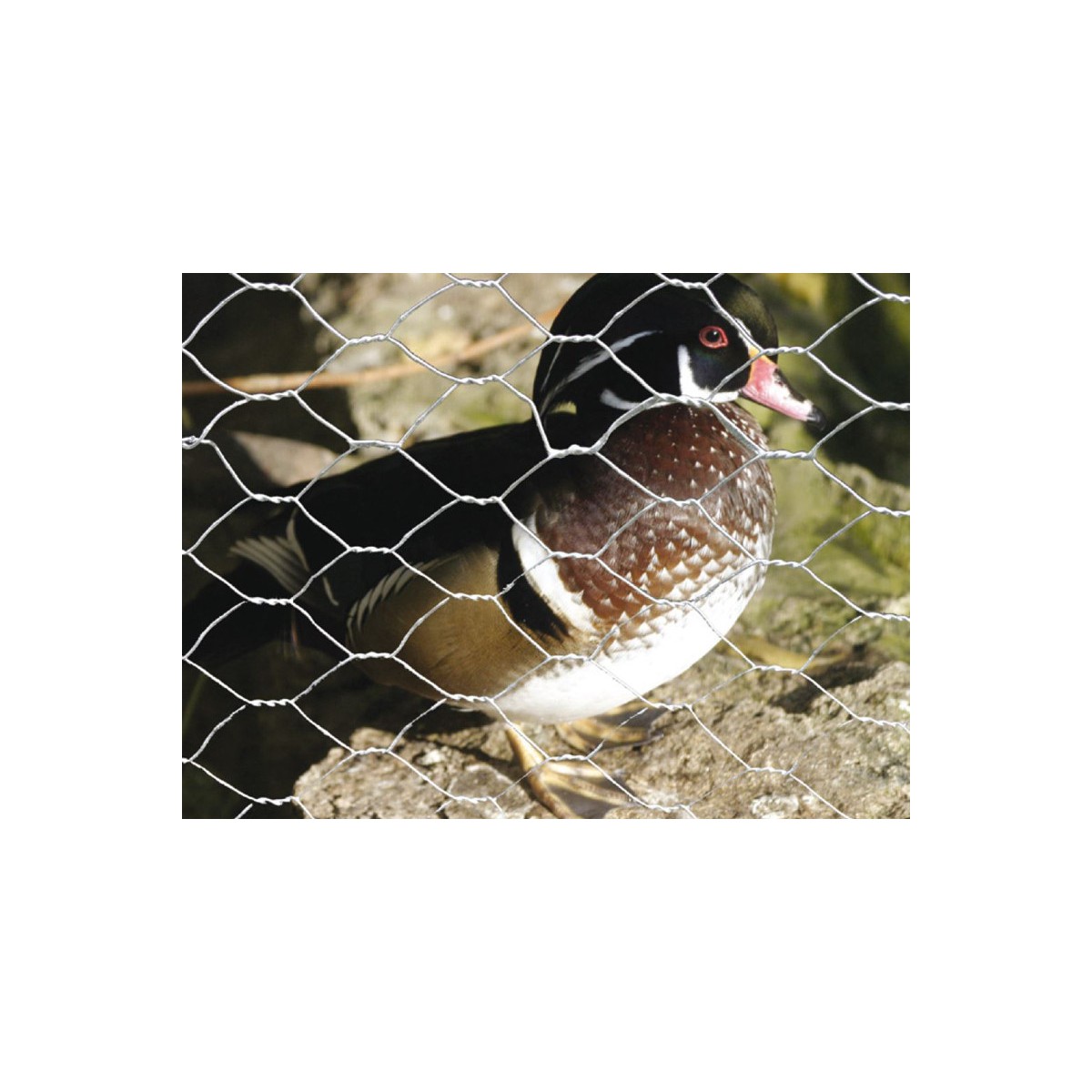 Hexagonal mesh HNZ 13 x 0,70 x 100cm/50m