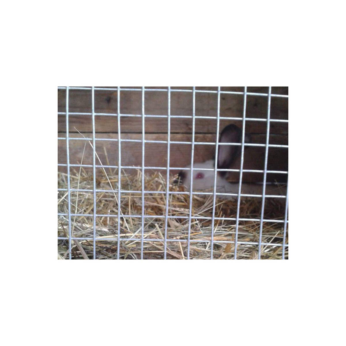 Welded mesh 13,0x13,0 / 1,05 / 1000 mm / 25m / ZN