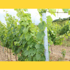 Vineyard post continuous RUBÍN / 50x30x1,50x2500 / S250GD+Z275 / ZN / opposing hooklet