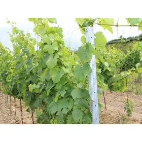 Słupek sadowniczy szpalerowy ZOBOR / 50x40x1,50x2500 SH / S250GD+Z275 / ZN / standart hak