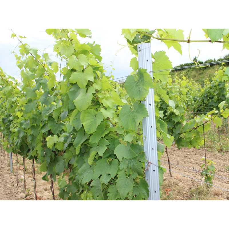 Stĺpik vinohrad. radový ZOBOR / 50x40x1,50x2500 SH / S250GD+Z275 / ZN