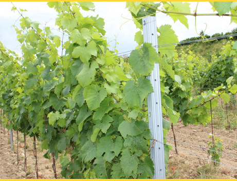 Vineyard post continuous DUNAJ / 60x40x1,50x2500 SH / S250GD+Z275 / ZN / standard hooklet