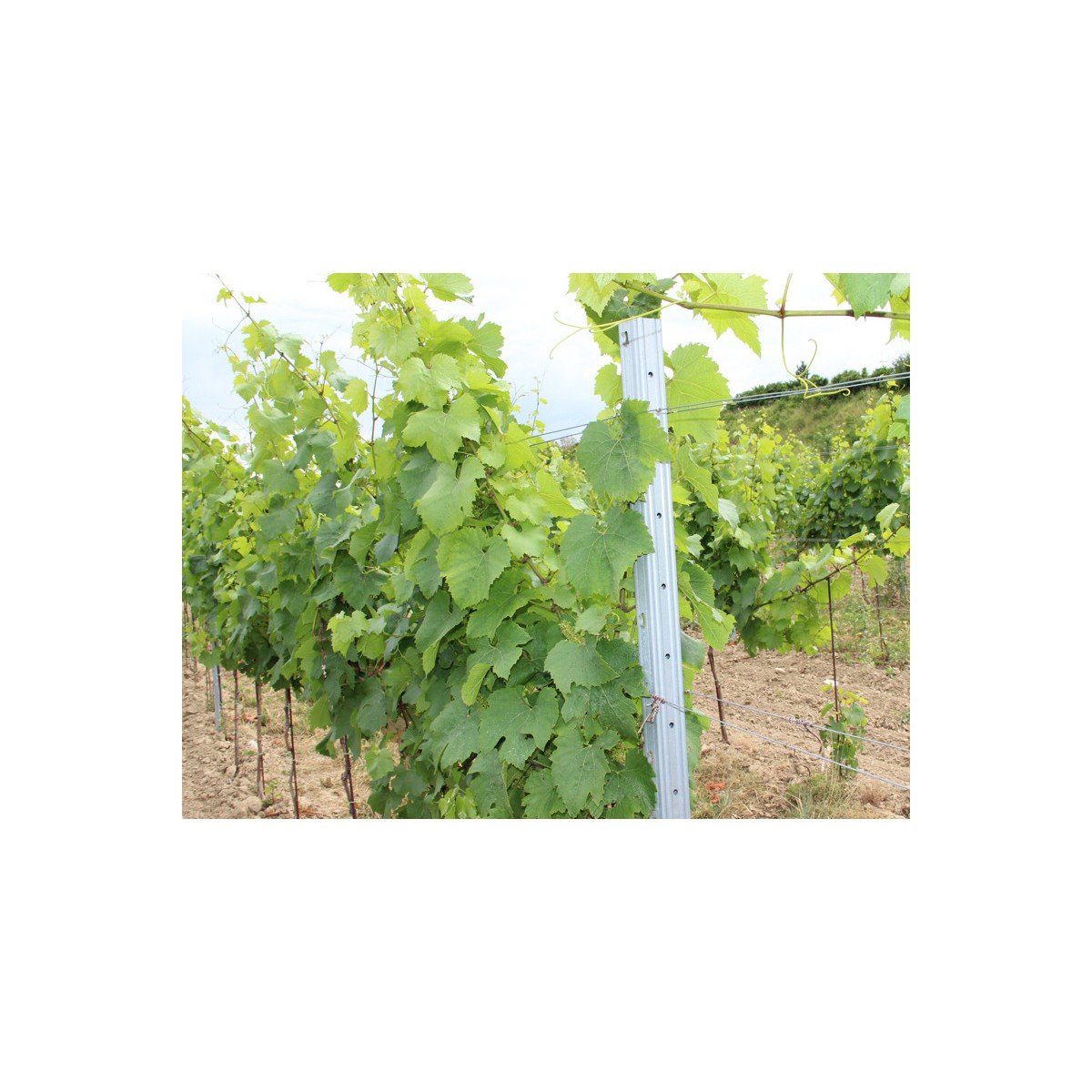 Stĺpik vinohrad. radový DUNAJ / 60x40x1,50x2500 SH / S250GD+Z275 / ZN