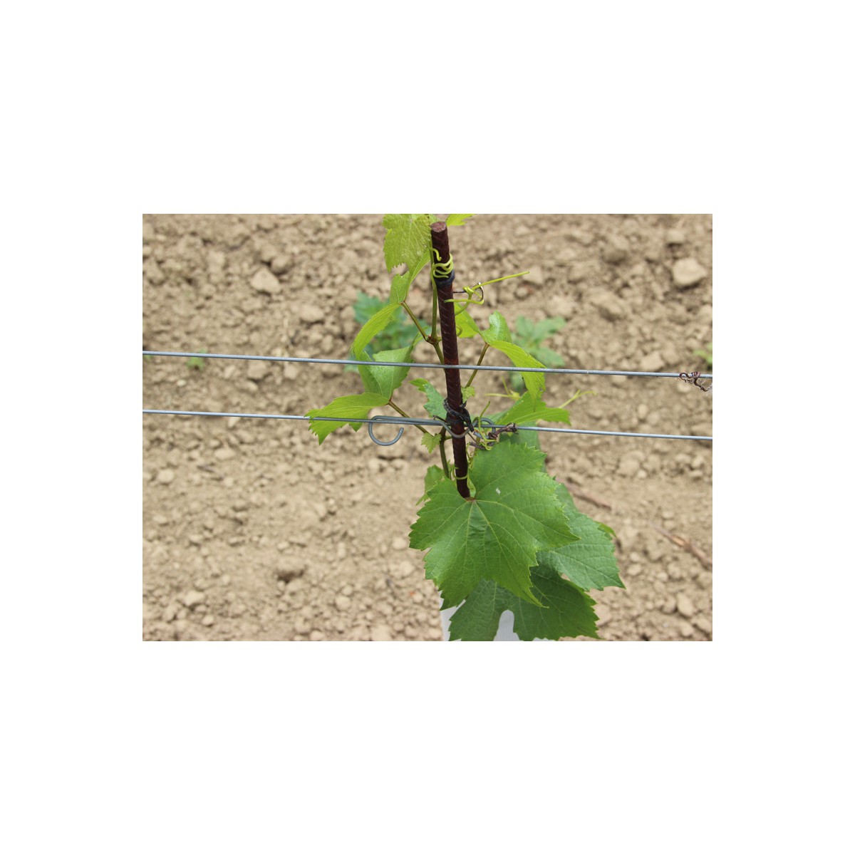 Rögzítő kapocs nevelőpálcához / 1.000 db