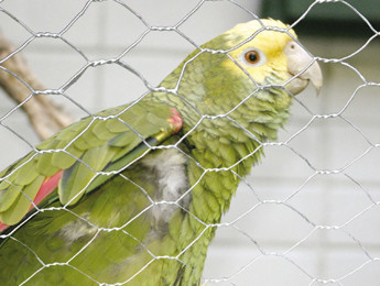 Breed mesh